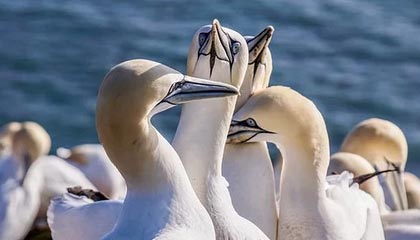 爱游戏官方入口-乌迪内斯攻防兼备，战胜劲旅升至前茅，乌迪内斯比赛视频聚胜顽球汇